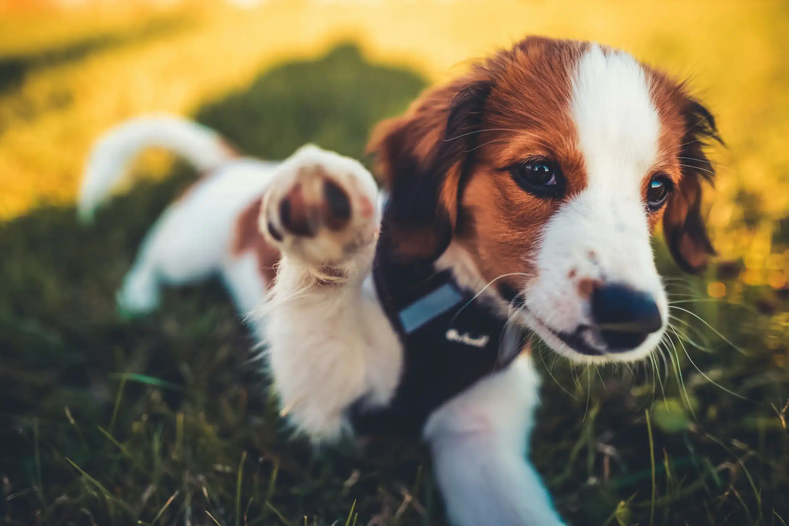Bringing Home a Puppy: What New Owners Can Expect