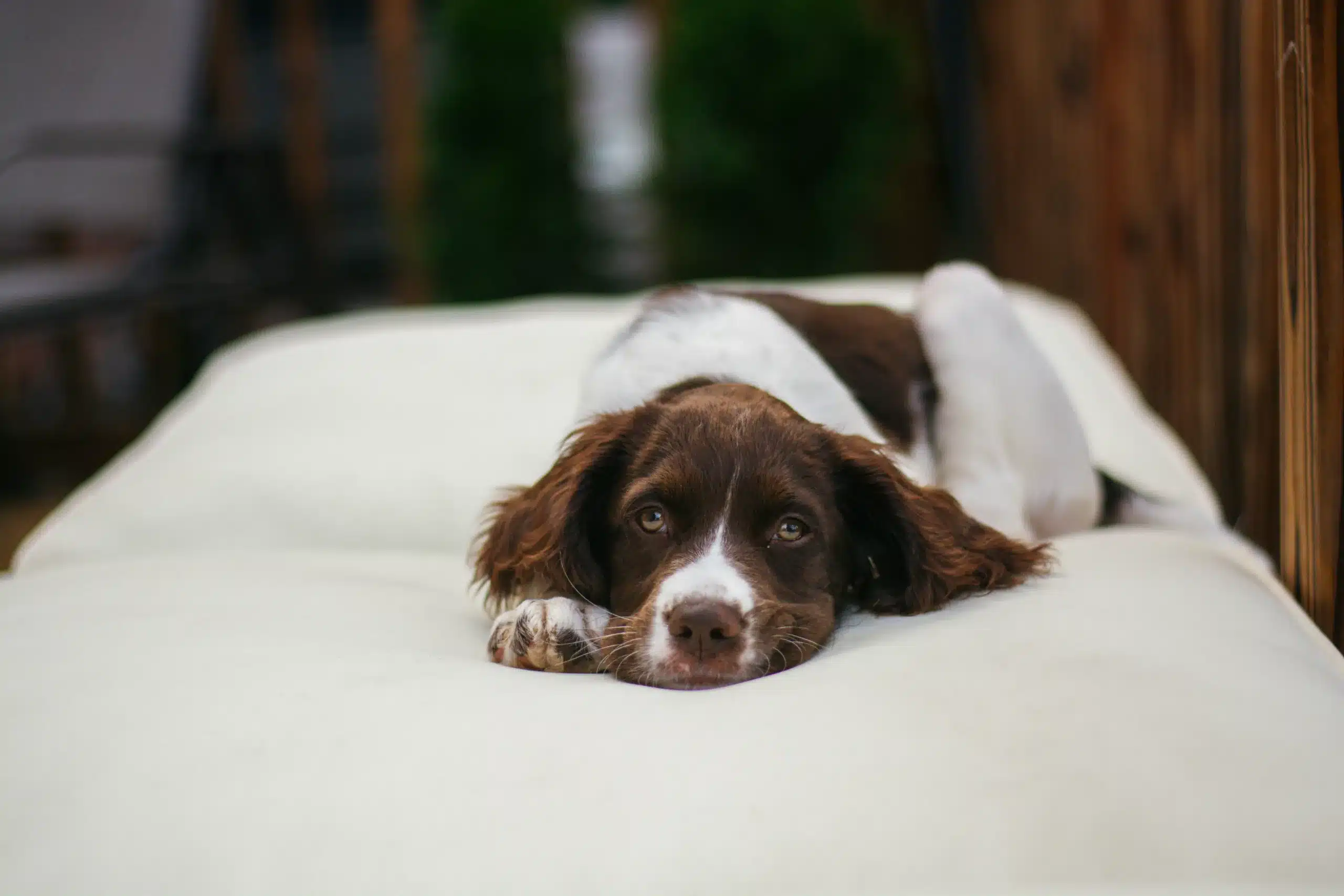 Top Tips for Stress-Free Hotel Stays With Your Dog