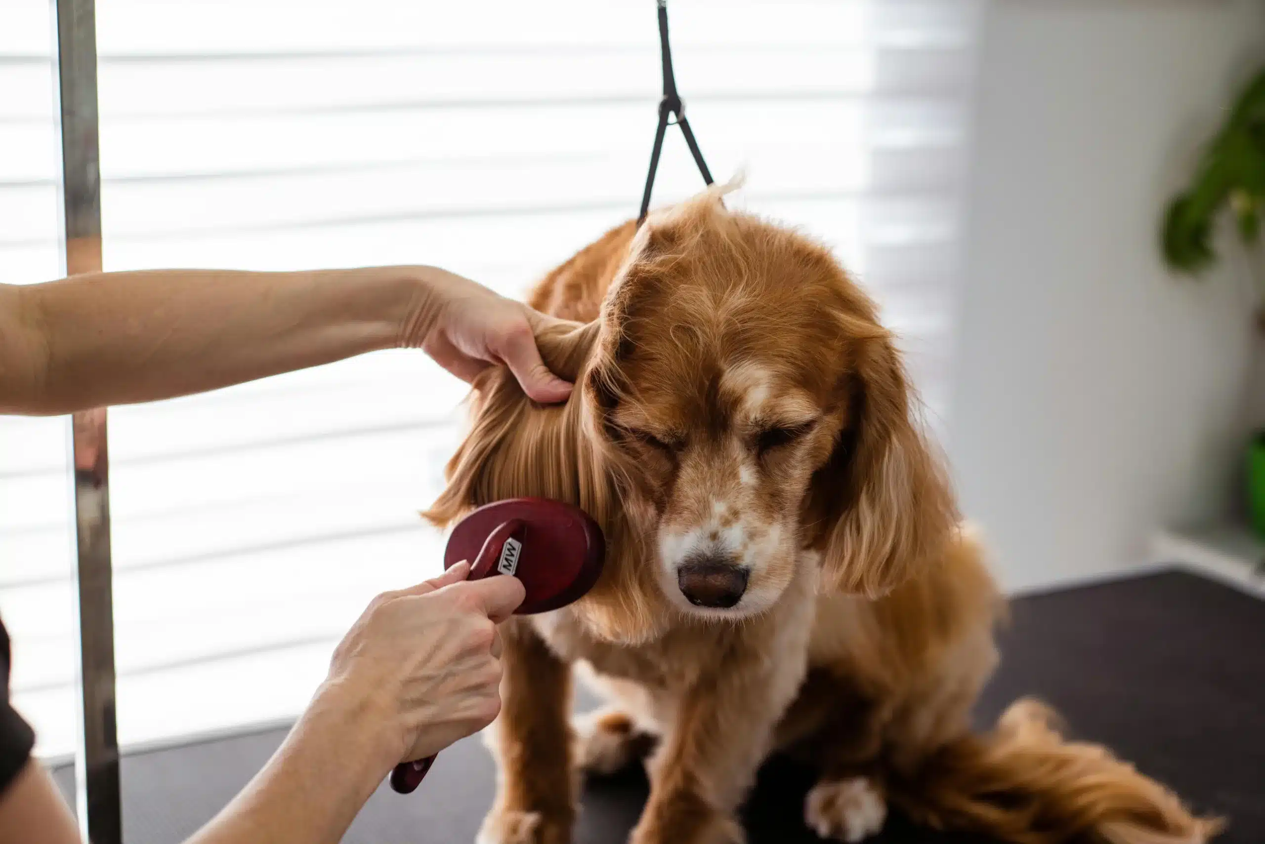 Grooming for Pet Anxiety: How to Help Your Pet Relax During Grooming Sessions