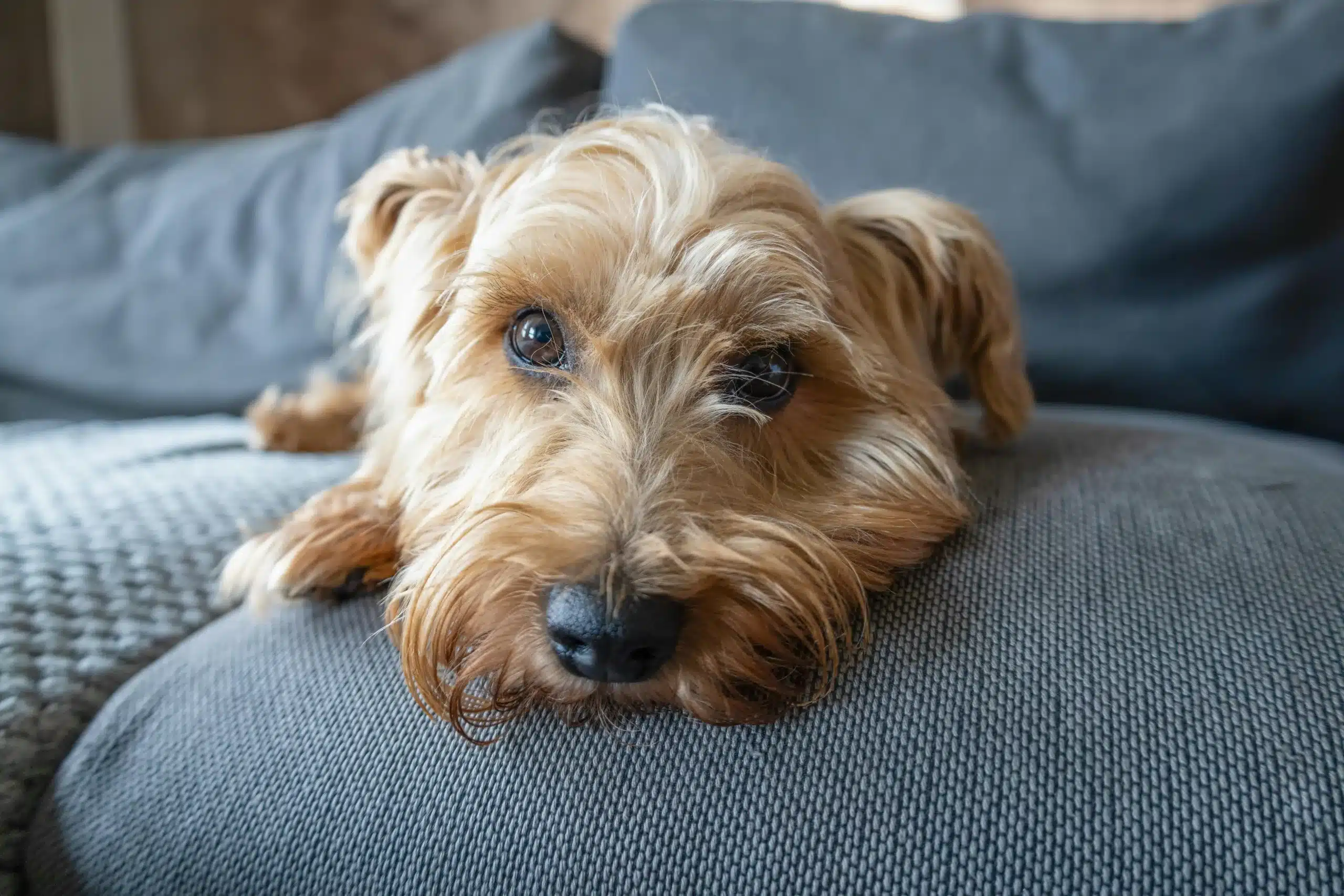Dog-Friendly Sofas: 10 Best Options for Pet Owners