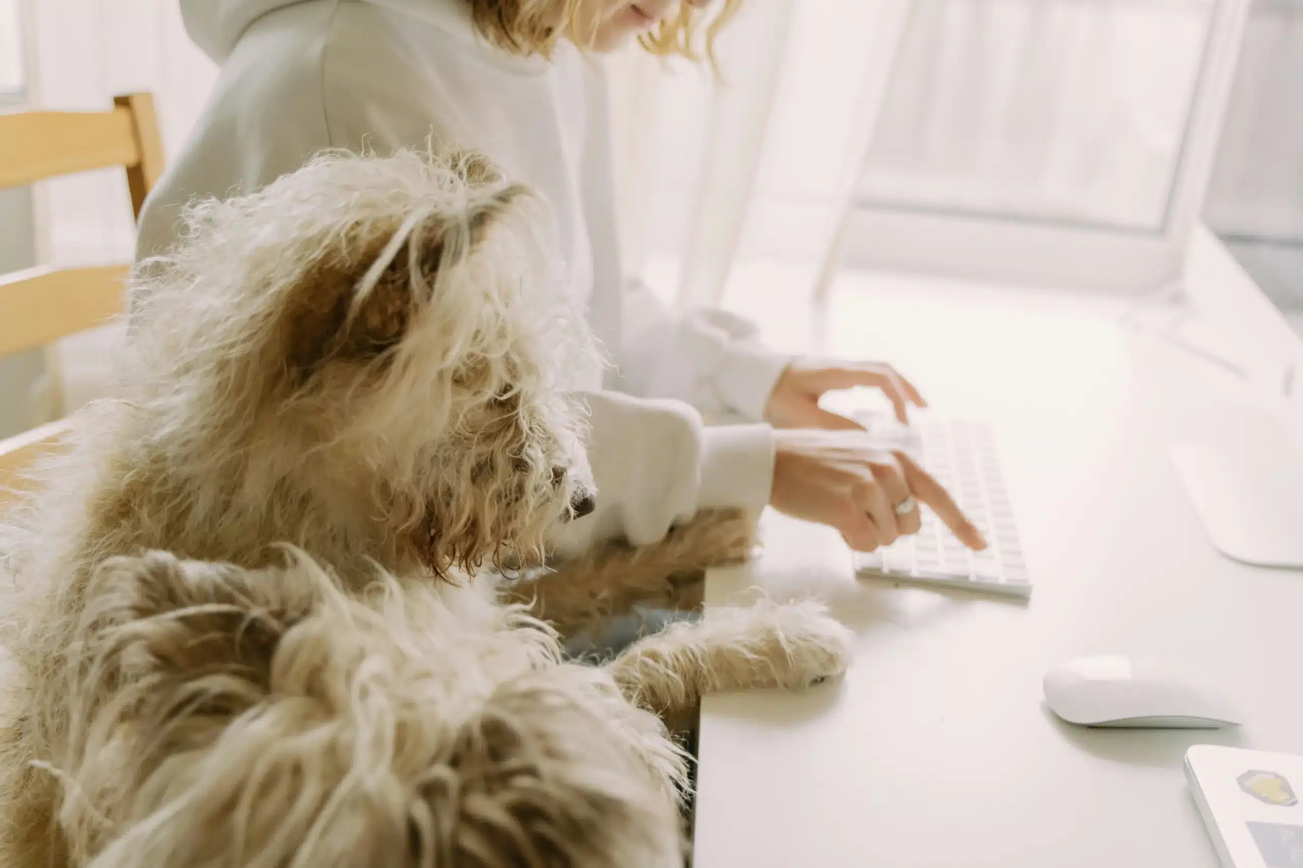 5 Secrets About Creating a Cozy Pup Space by Your Study Setup