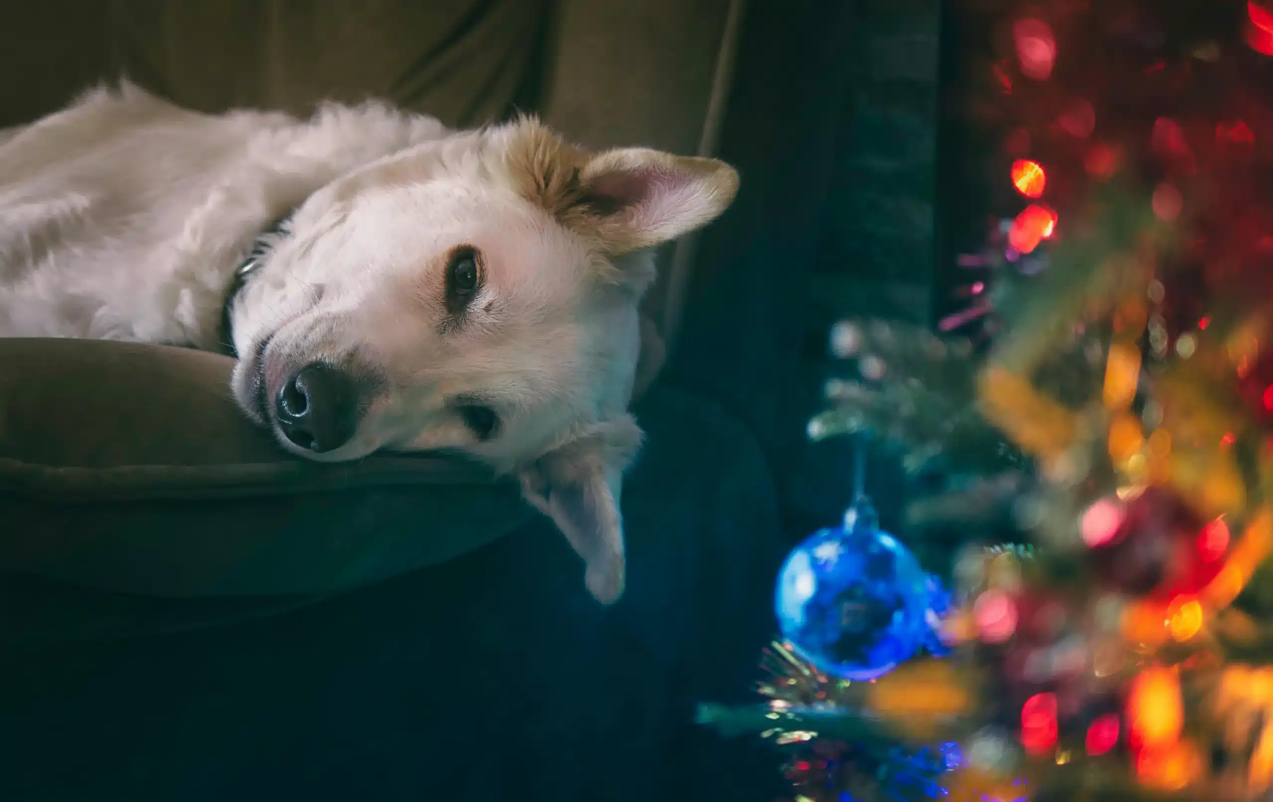 Do Dogs Get the Winter Blues? How Shorter Days Affect Their Mood and Health