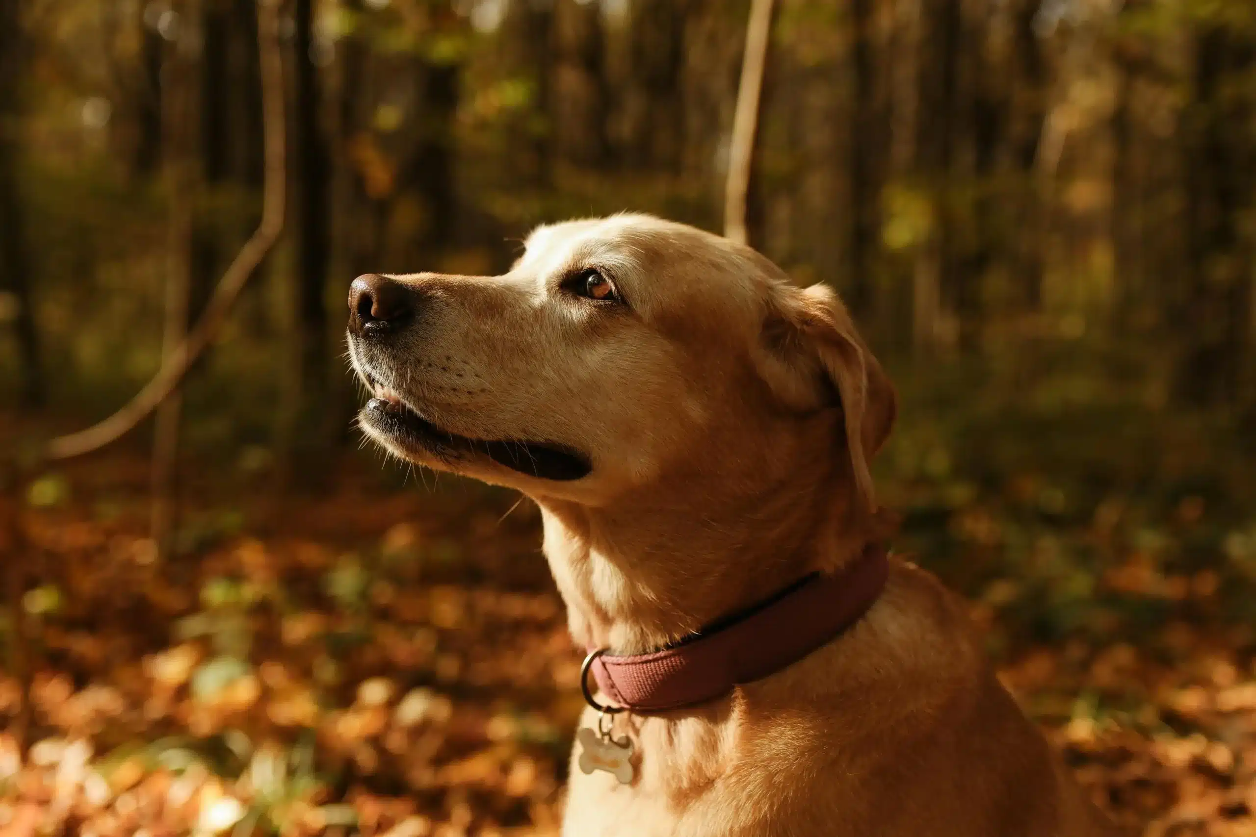 Fall Grooming Guide for Dogs: Cold weather, Shedding & Protecting Coats