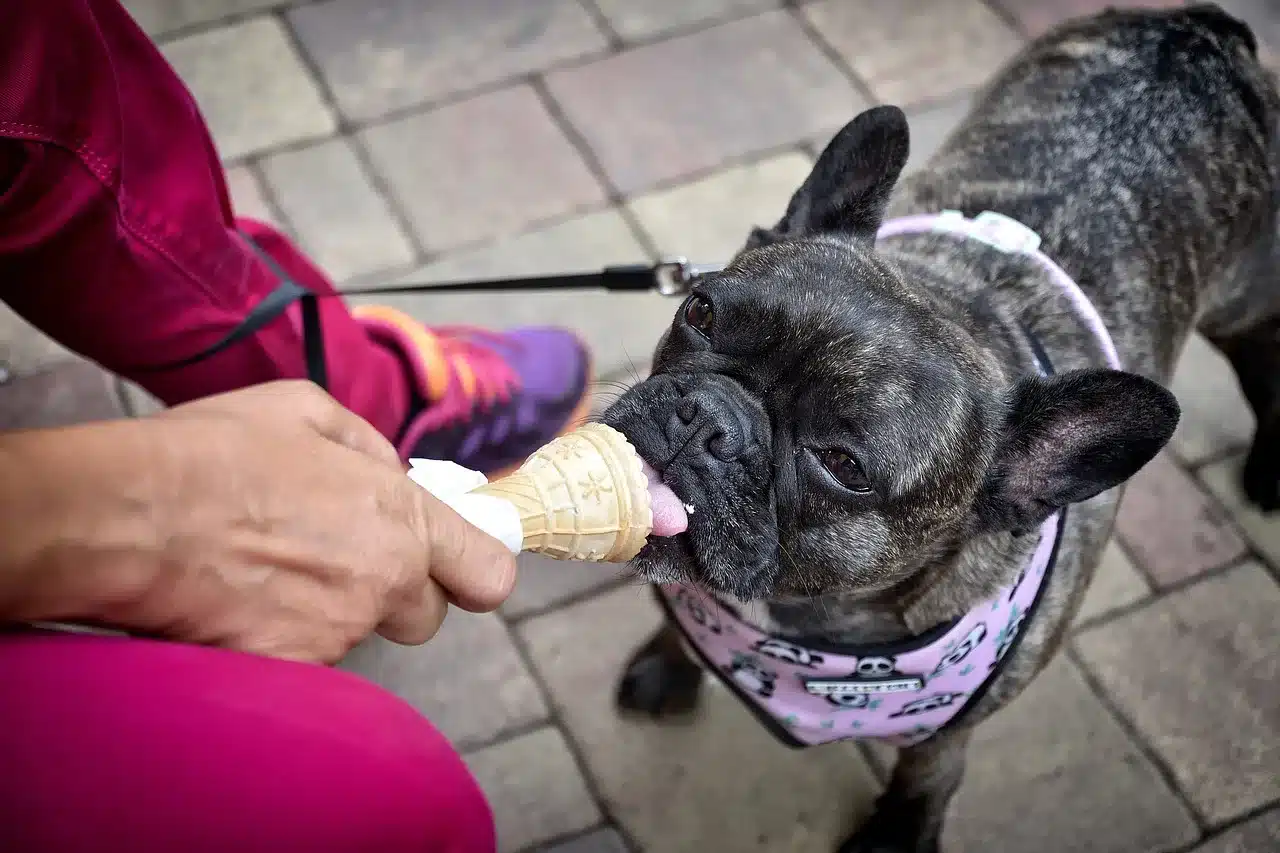 Can Dogs Get Brain Freeze?