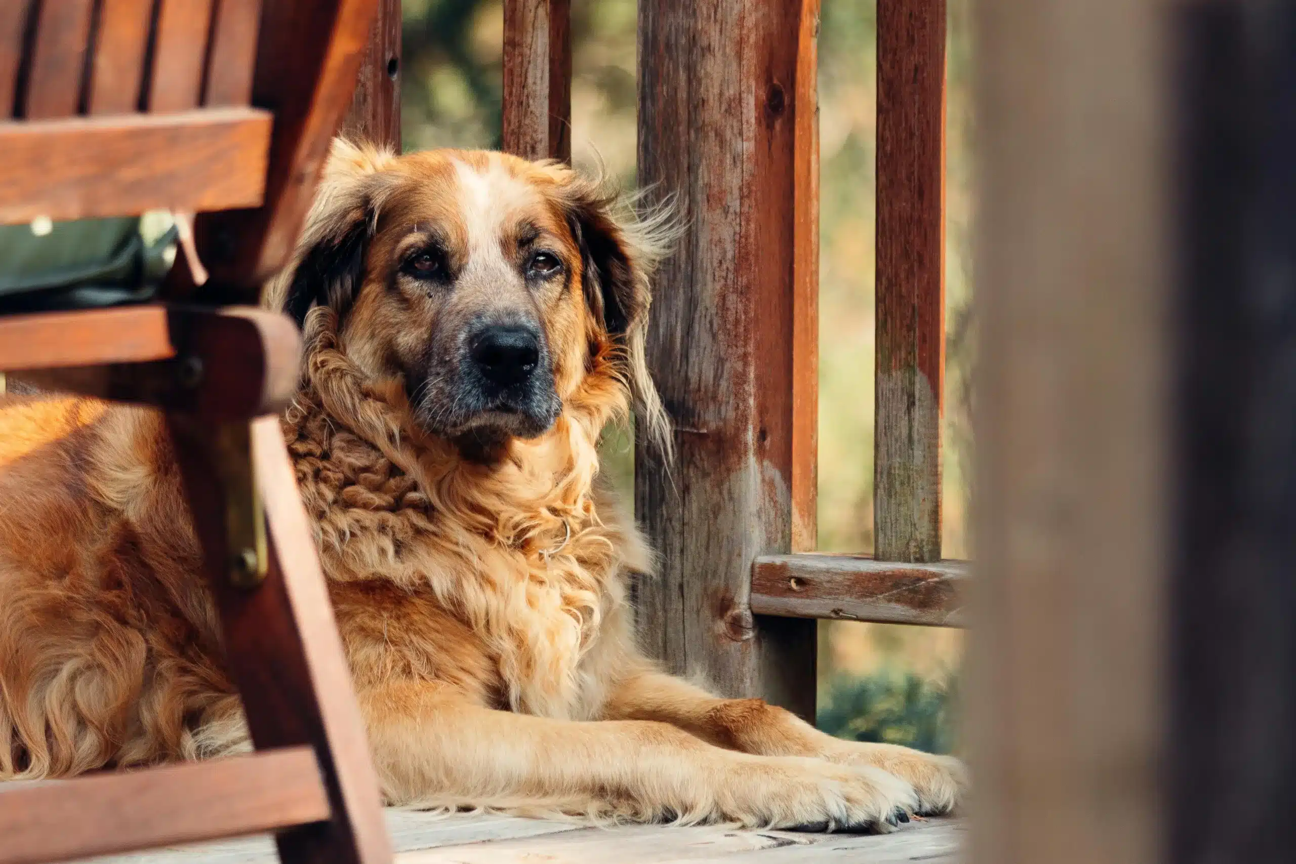 Why You Should Adopt a Senior Dog & What to Expect
