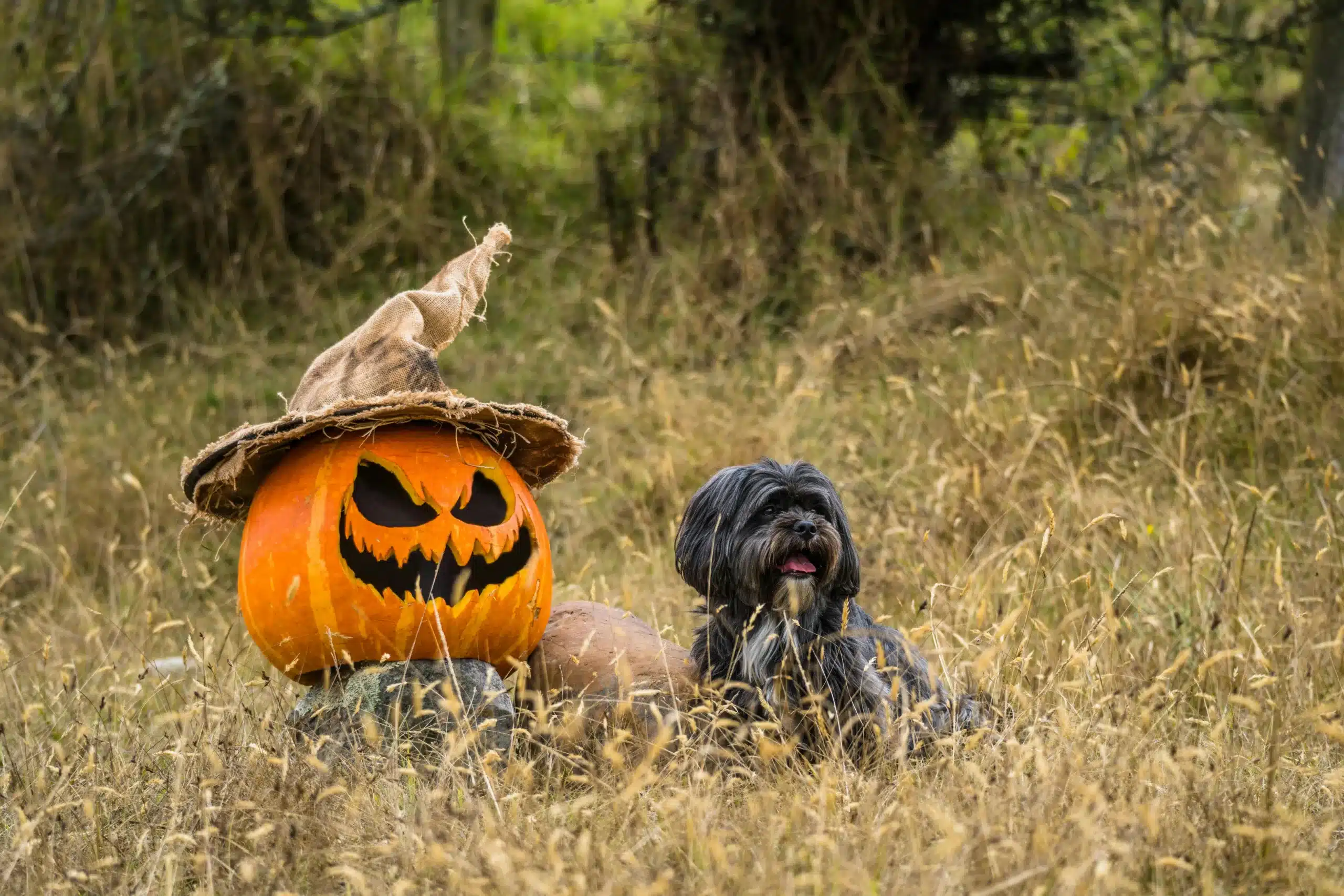 Haunted Walks With Your Pup: Dog-friendly Historic Towns in America