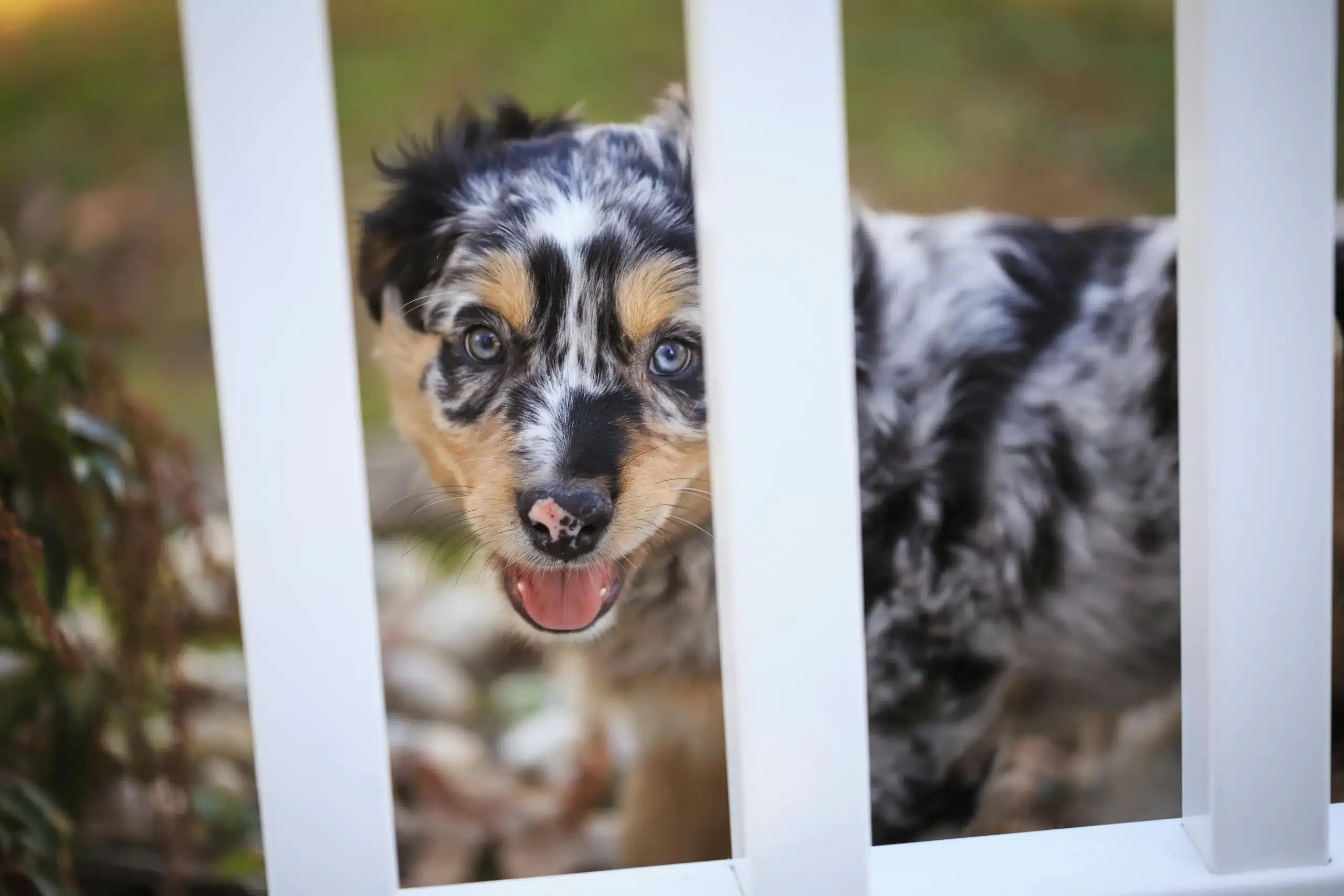 6 Fencing Solutions for Dog Security