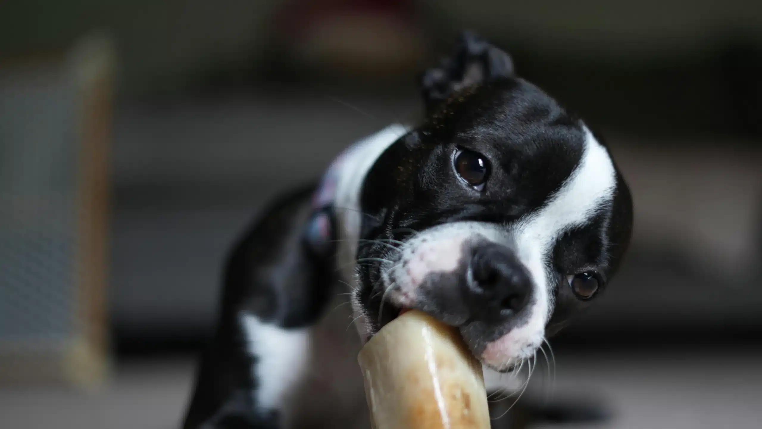 Is Your Dog’s Diet Lacking? Here’s How to Fix it!
