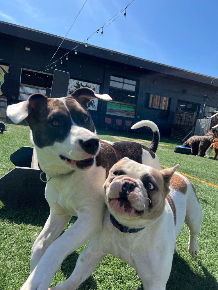 Taps & Tails photo 3