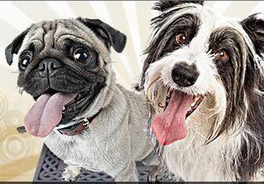 Rakestraw Animal Hospital photo 2