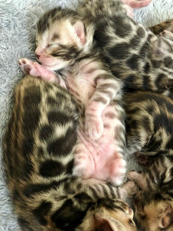 Rakestraw Animal Hospital photo 3