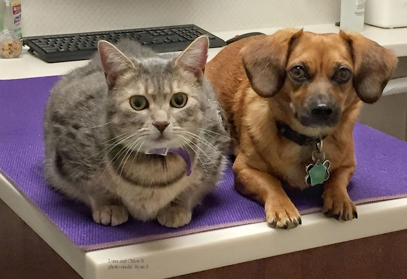 Kenwood Pet Clinic photo 3