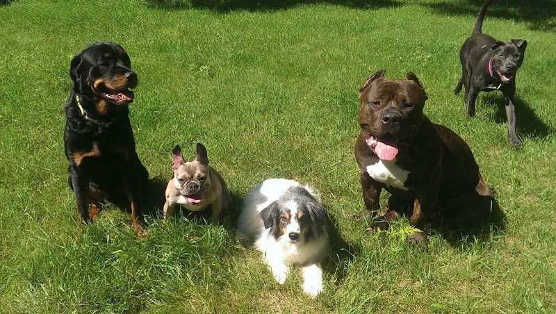 Lucky Paws Dog & Puppy Training