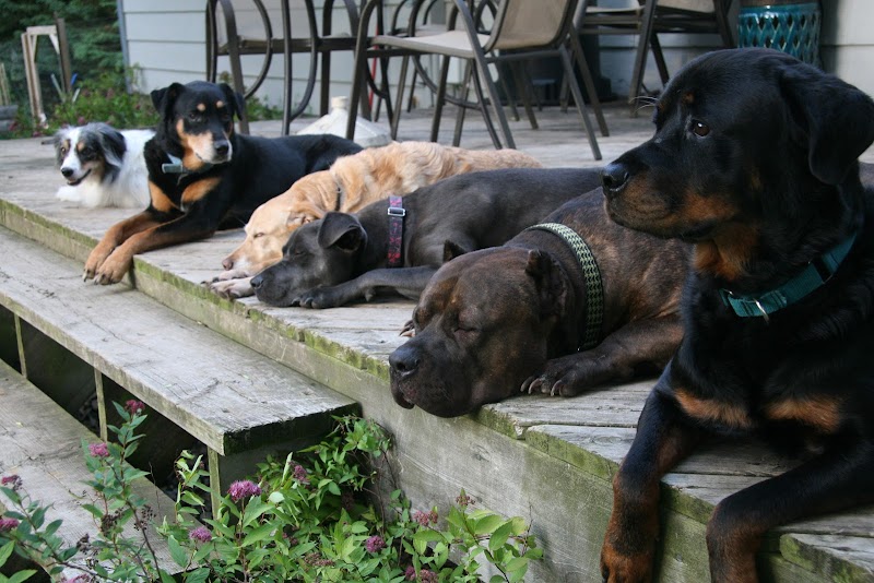 Lucky Paws Dog & Puppy Training photo 2