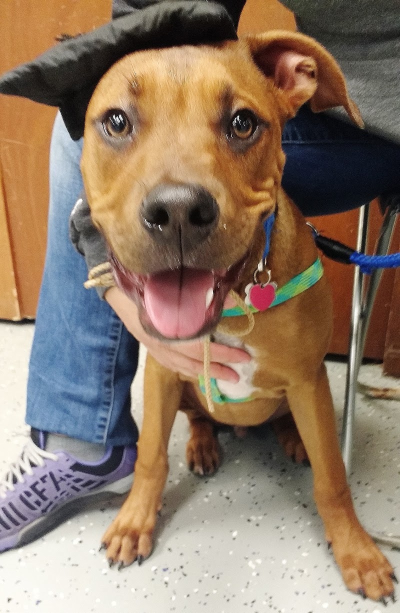 Lucky Paws Dog & Puppy Training photo 3