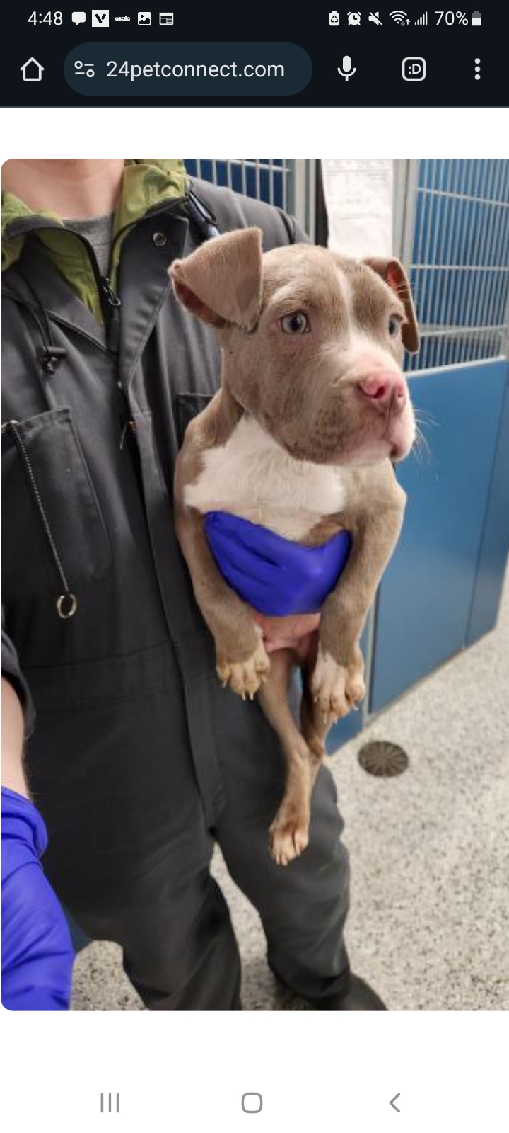 Detroit Animal Care and Control