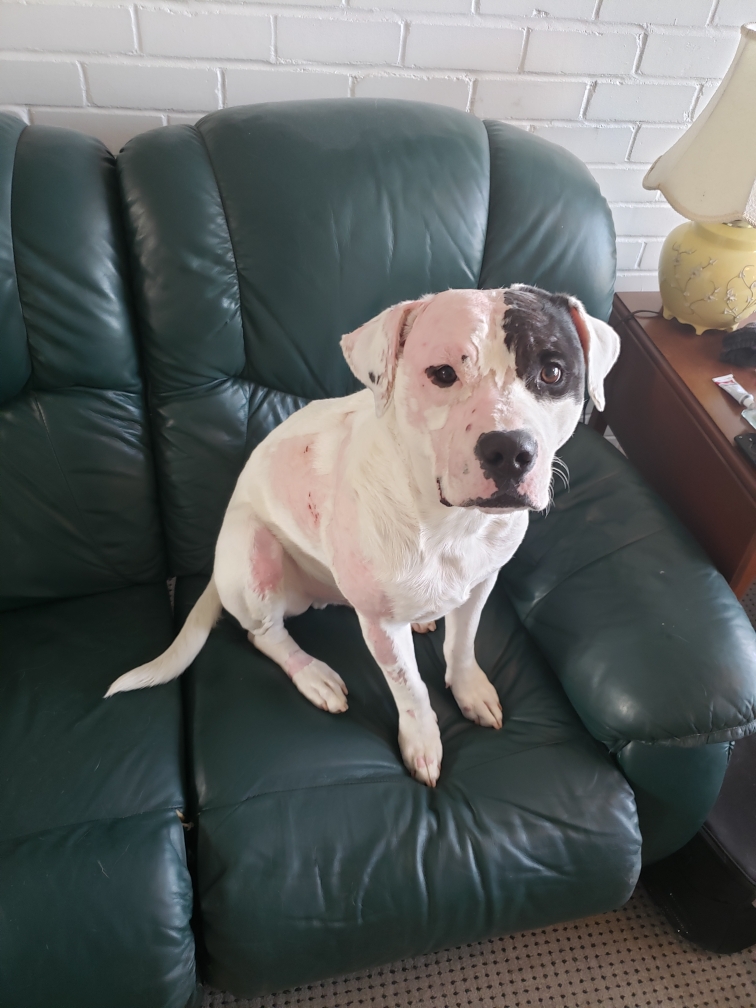 Detroit Animal Care and Control photo 2