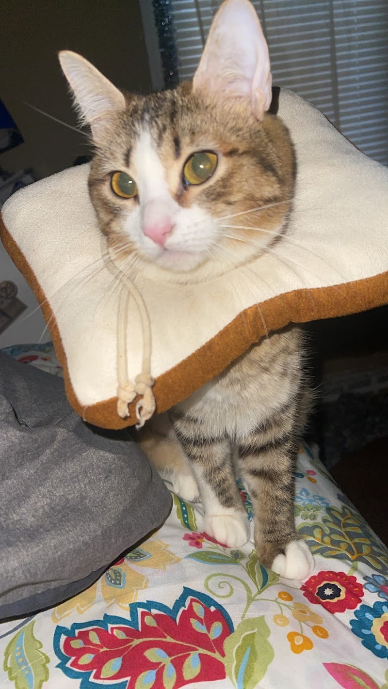 All About Animals Rescue photo 3