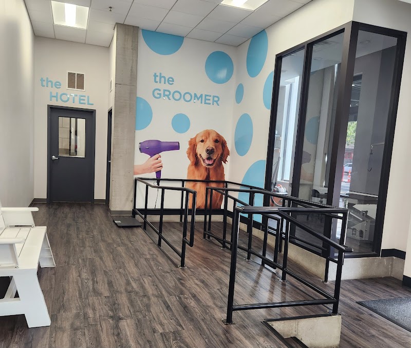 City Paws Pet Club photo 2