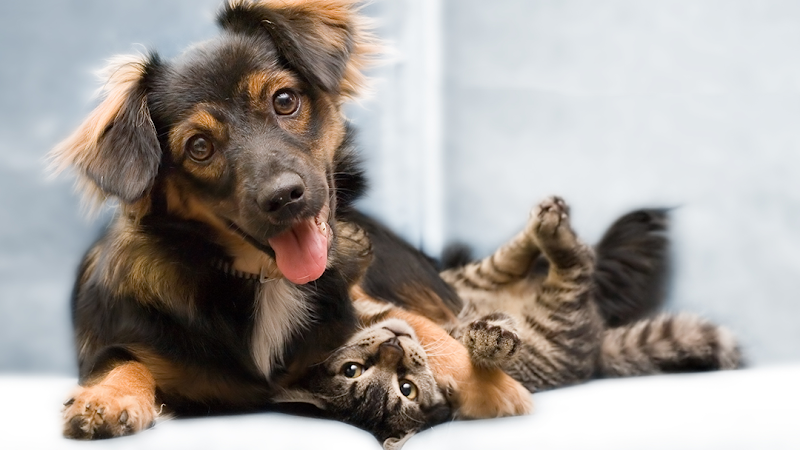 The Family Pet Clinic