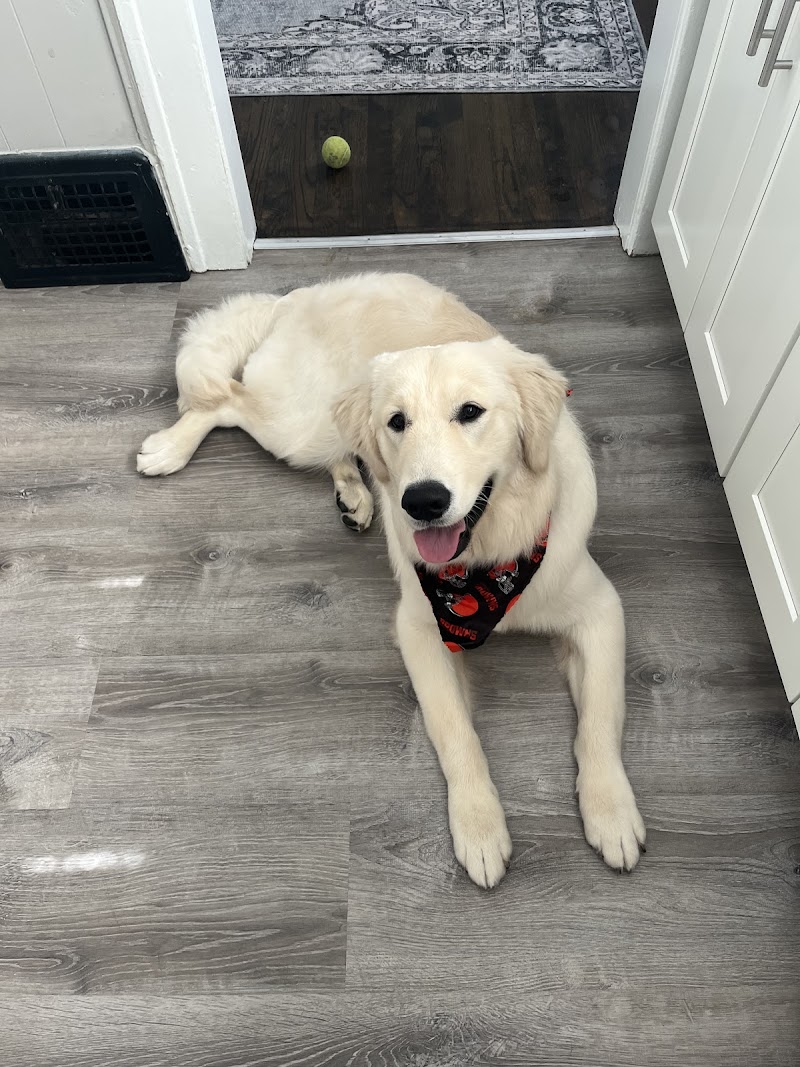 Waggs-N-Whiskers photo 2