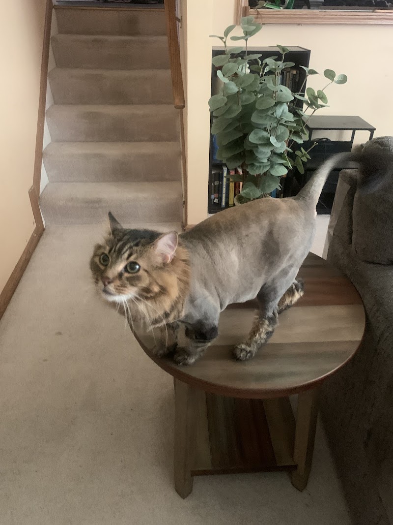 Waggs-N-Whiskers photo 3