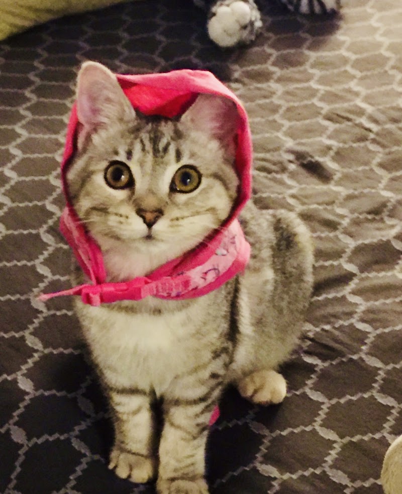 The Downtown Veterinarian photo 3