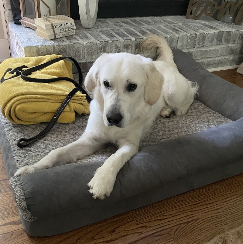 Lorenzo's Dog Training Team photo 3