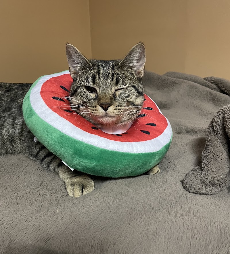 North Avenue Animal Hospital photo 2