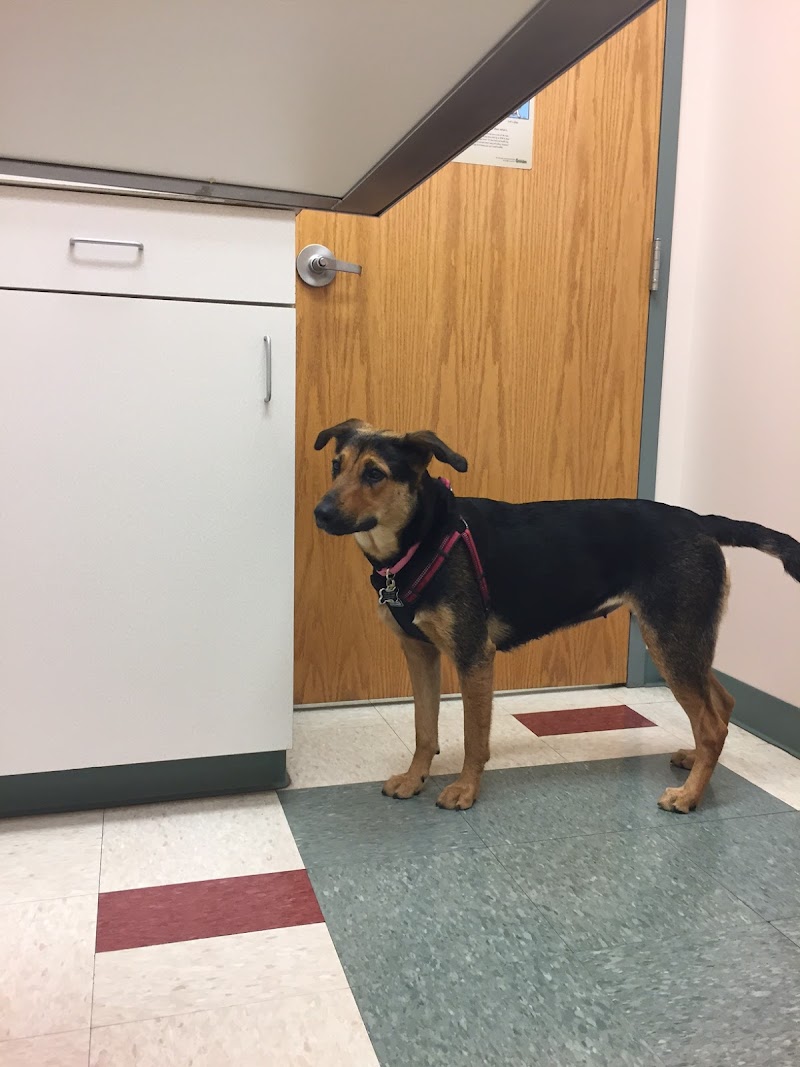 North Avenue Animal Hospital photo 3