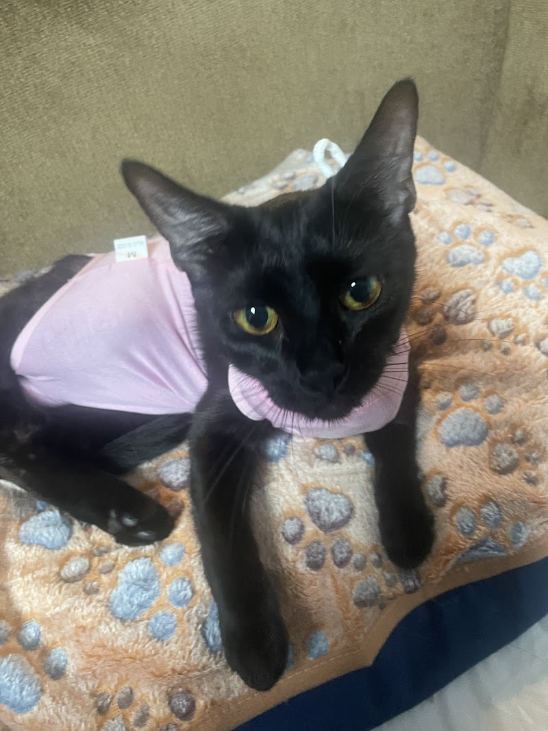 Michigan Humane Society photo 3