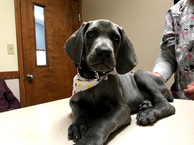 Alexandria Animal Hospital photo 3