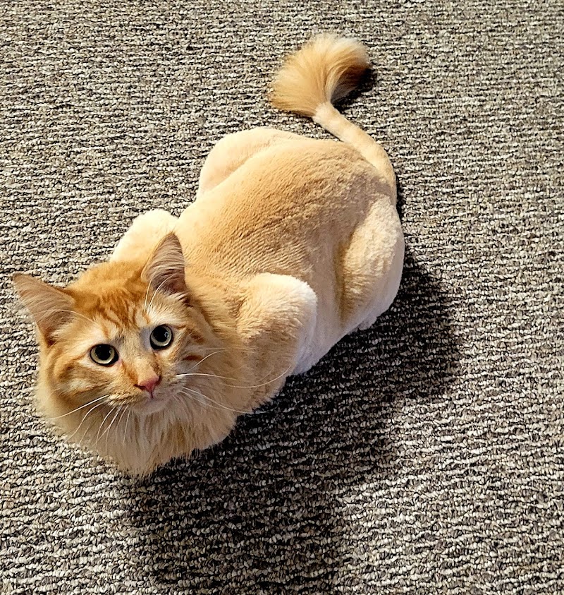 West Allis Animal Hospital photo 3