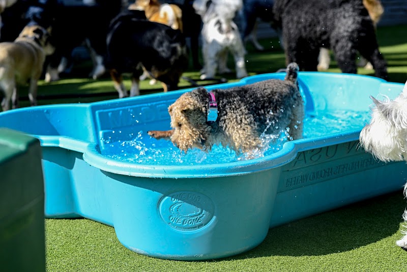 Tucker Pup's Pet Resorta photo 3