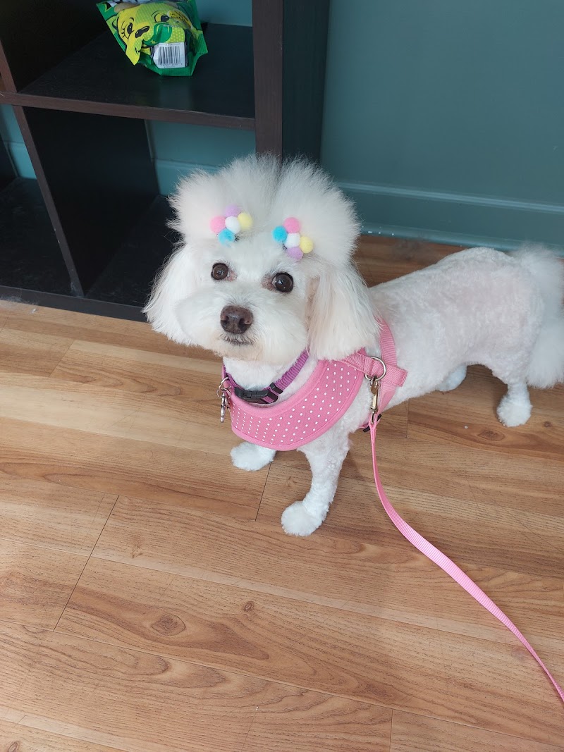 Temple of the Dog & Meow Lounge photo 3