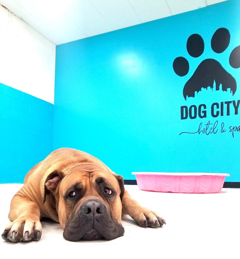 Dog City Hotel & Spa