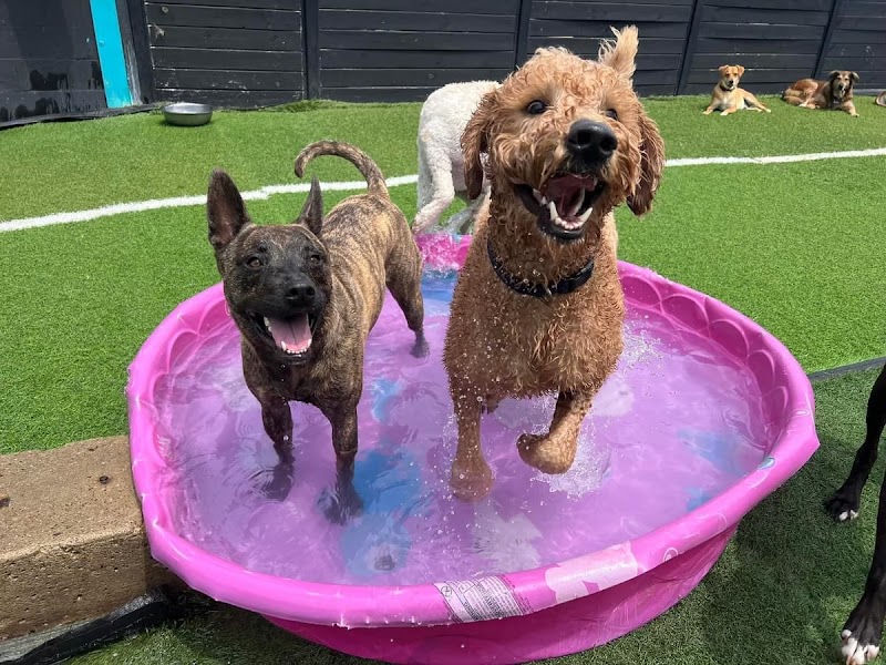 Dog City Hotel & Spa photo 2