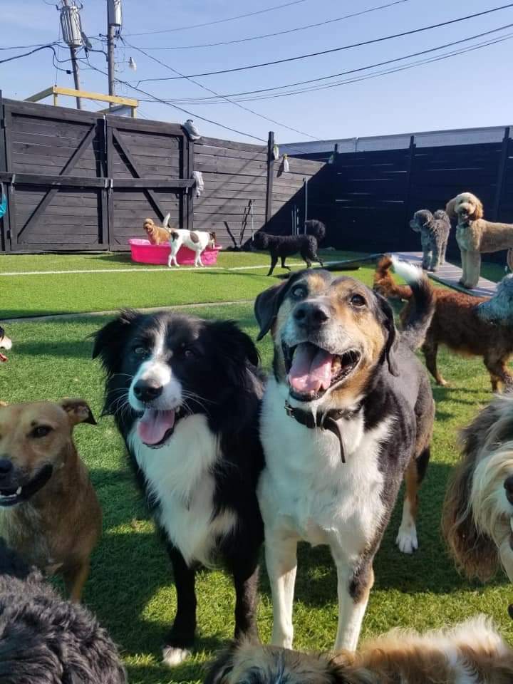 Dog City Hotel & Spa photo 3