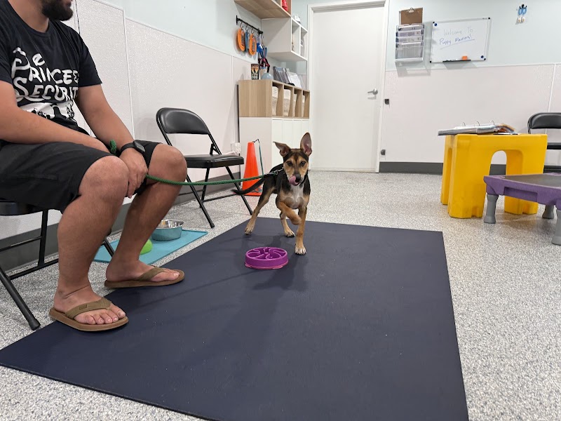 K9 Turbo Training photo 2