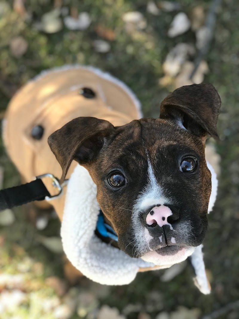 K9 Turbo Training photo 3