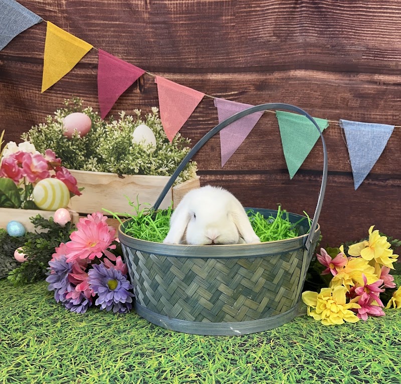 Lap of Luxury Pet Resort photo 2