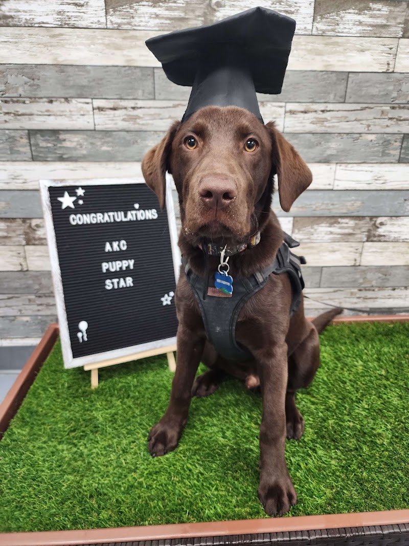 Lap of Luxury Pet Resort photo 3