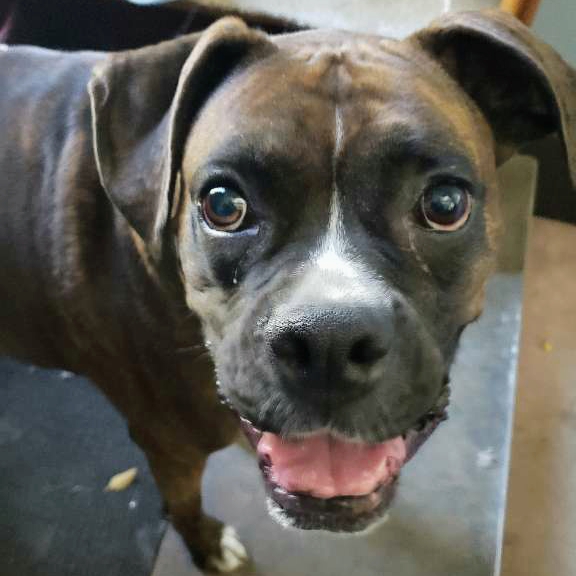 Preferred Pet Sitter photo 3