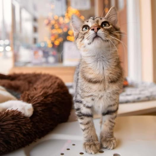 Almost Home Cat Rescue MKE