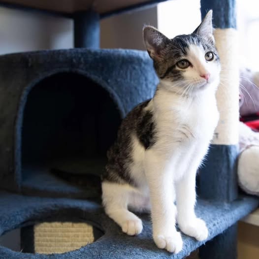 Almost Home Cat Rescue MKE photo 2