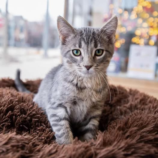 Almost Home Cat Rescue MKE photo 3