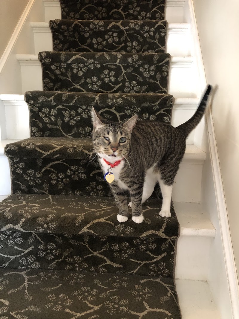 Randhurst Animal Hospital photo 2