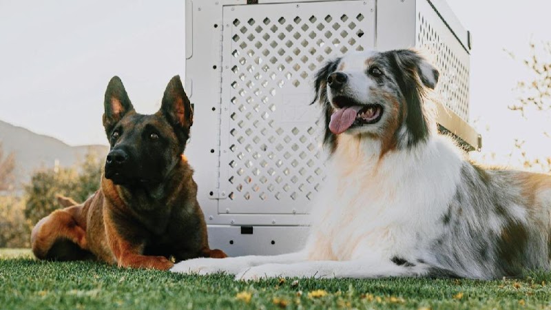 Prestige Dog Training