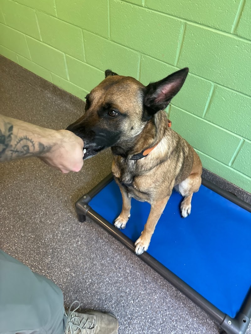 Prestige Dog Training photo 3