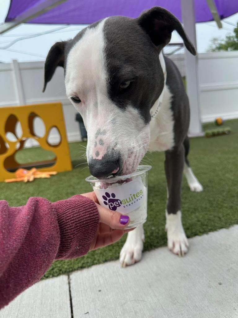 Dirty Paws Lounge photo 2